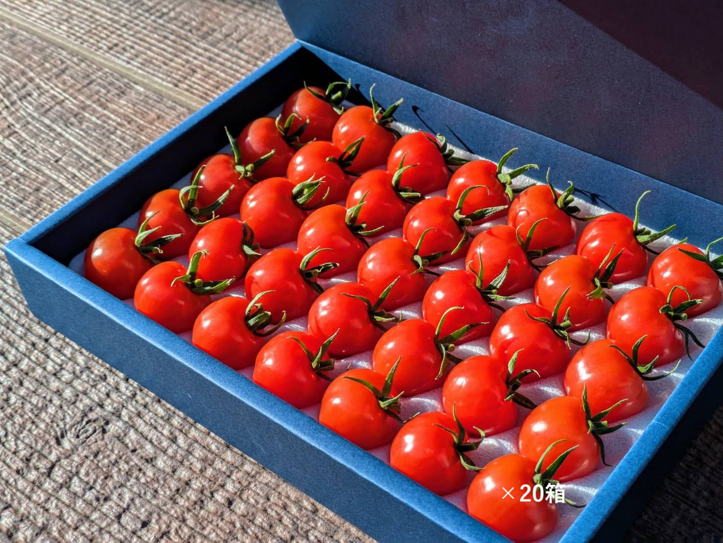 プチぷよ化粧箱（青）20箱入り