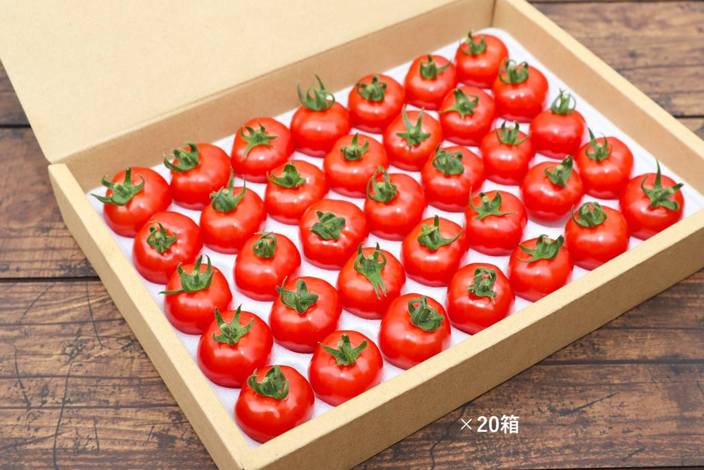 プチぷよ化粧箱（茶）20箱入り